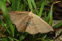 Cyclophora puppillaria