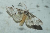 Drymonia dodonaea