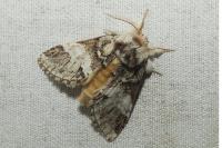 Drymonia dodonaea