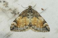 Dysstroma truncata