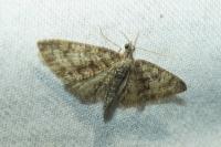 Eupithecia cocciferata