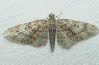 Eupithecia cocciferata