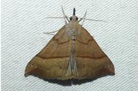 Hypena proboscidalis