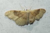 Idaea degeneraria