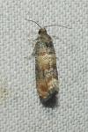 Piniphila bifasciana
