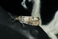 Piniphila bifasciana