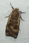 Noctua pronuba