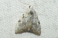 Nola confusalis