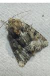Oligia latruncula/strigilis/versicolor