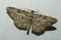 Peribatodes rhomboidaria