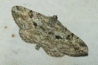Peribatodes rhomboidaria