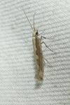 Plutella xylostella