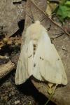Spilarctia lutea