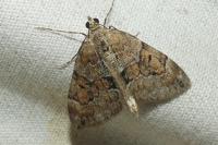 Thera britannica/obeliscata/variata