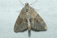 Thera britannica/obeliscata/variata
