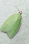 Tortrix viridana