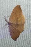 Watsonalla uncinula