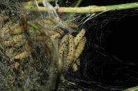 Yponomeuta cagnagella