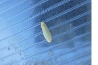 Wittia sororcula