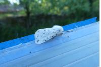 Spilosoma lubricipeda