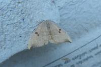 Watsonalla binaria/uncinula