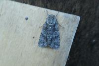 Acronicta megacephala