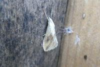 Evergestis forficalis