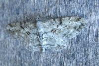 Peribatodes rhomboidaria