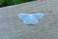 Idaea subsericeata