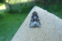 Oligia latruncula/strigilis/versicolor