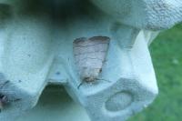 Charanyca trigrammica