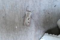 Agrotis exclamationis