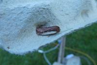 Ochropleura plecta