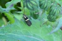 Dasycera oliviella