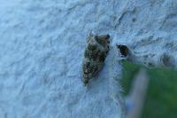 Celypha lacunana