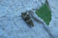 Celypha lacunana