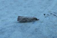 Schrankia costaestrigalis