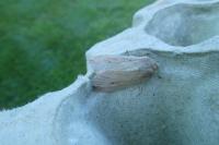 Mythimna unipuncta