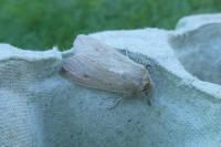 Mythimna unipuncta