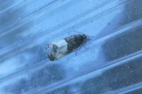 Notocelia cynosbatella