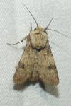 Agrotis puta