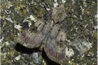 Agrotis puta