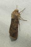 Agrotis segetum