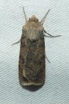 Agrotis segetum