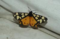 Arctia villica