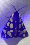 Arctia villica