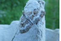 Epirrhoe alternata