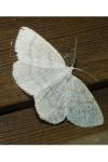 Cabera exanthemata