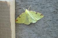 Opisthograptis luteolata
