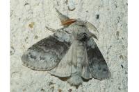 Calliteara pudibunda